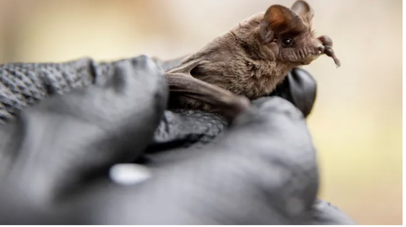 Hundreds of freezing bats rescued in icy, frigid winters of Texas