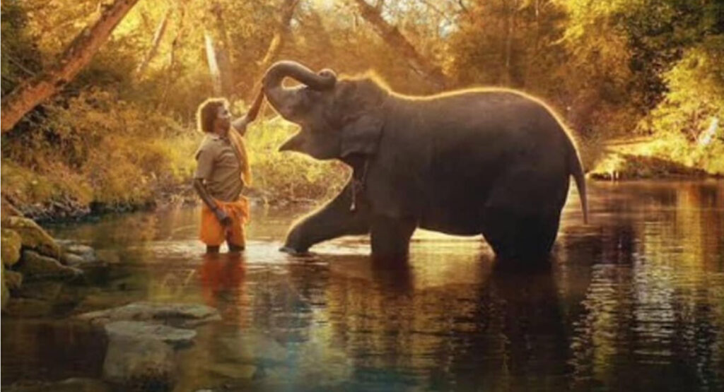 ‘The Elephant Whisperers’: How and where to watch Oscar-winning film