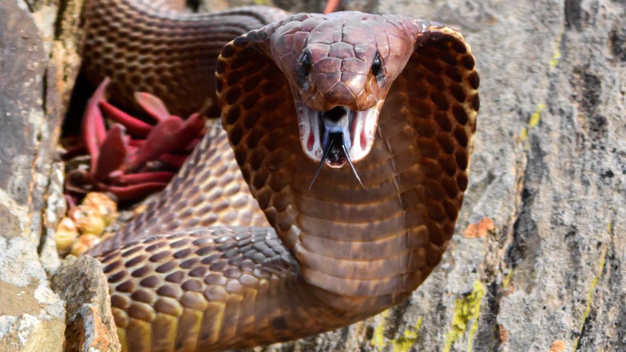 Snake fright! Pilot discovers poisonous snake in cockpit, makes an ...