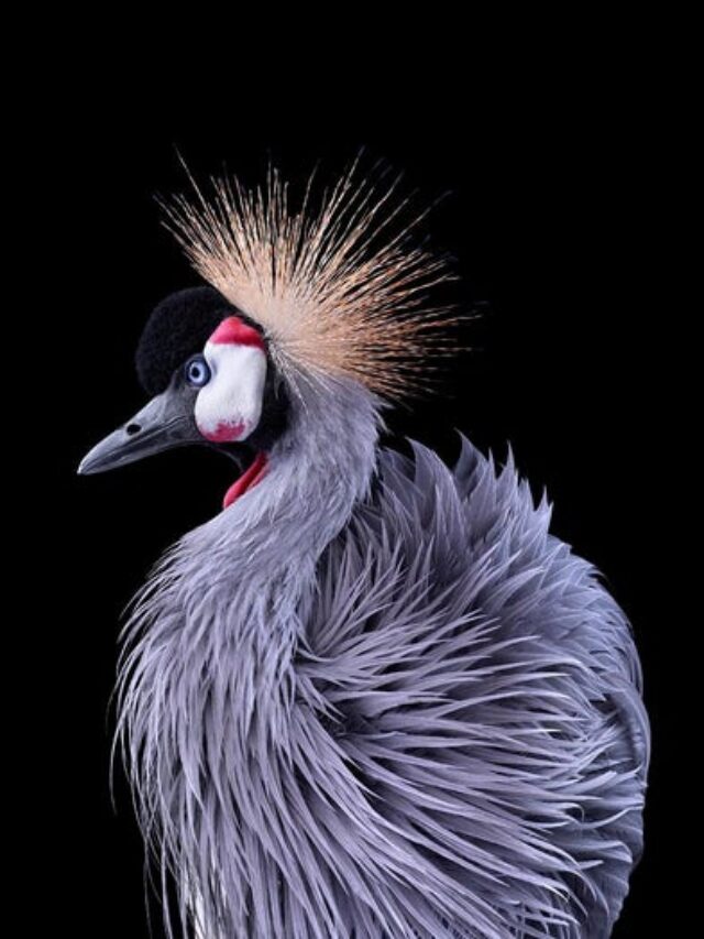 Top most beautiful birds in Africa - BreezyScroll