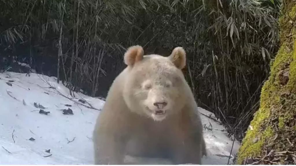 World’s only known albino panda caught on camera for the second time