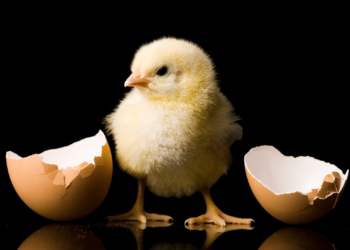 What came first, the chicken or the egg? Scientists finally have an answer