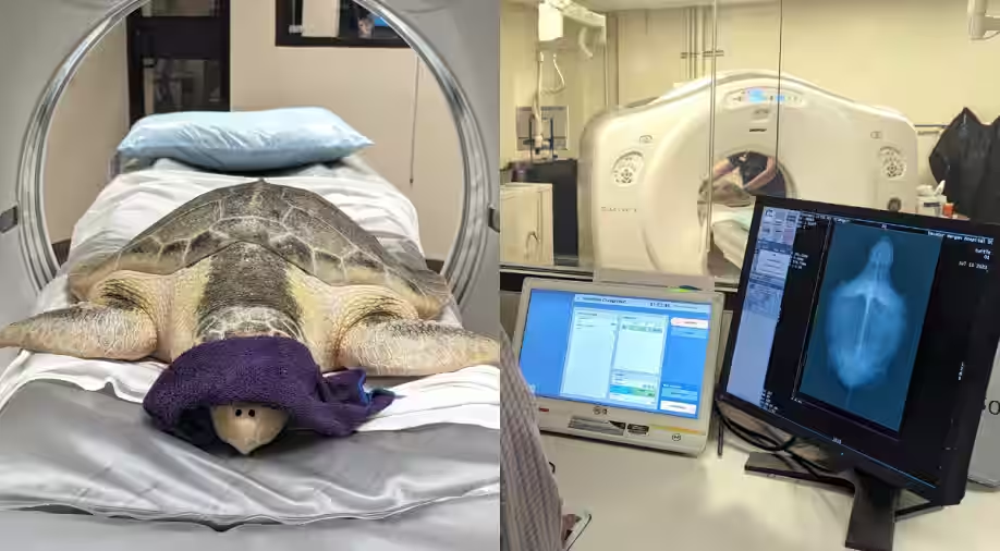 Turtle gets CT scan in Alabama, becomes hospital's first animal patient