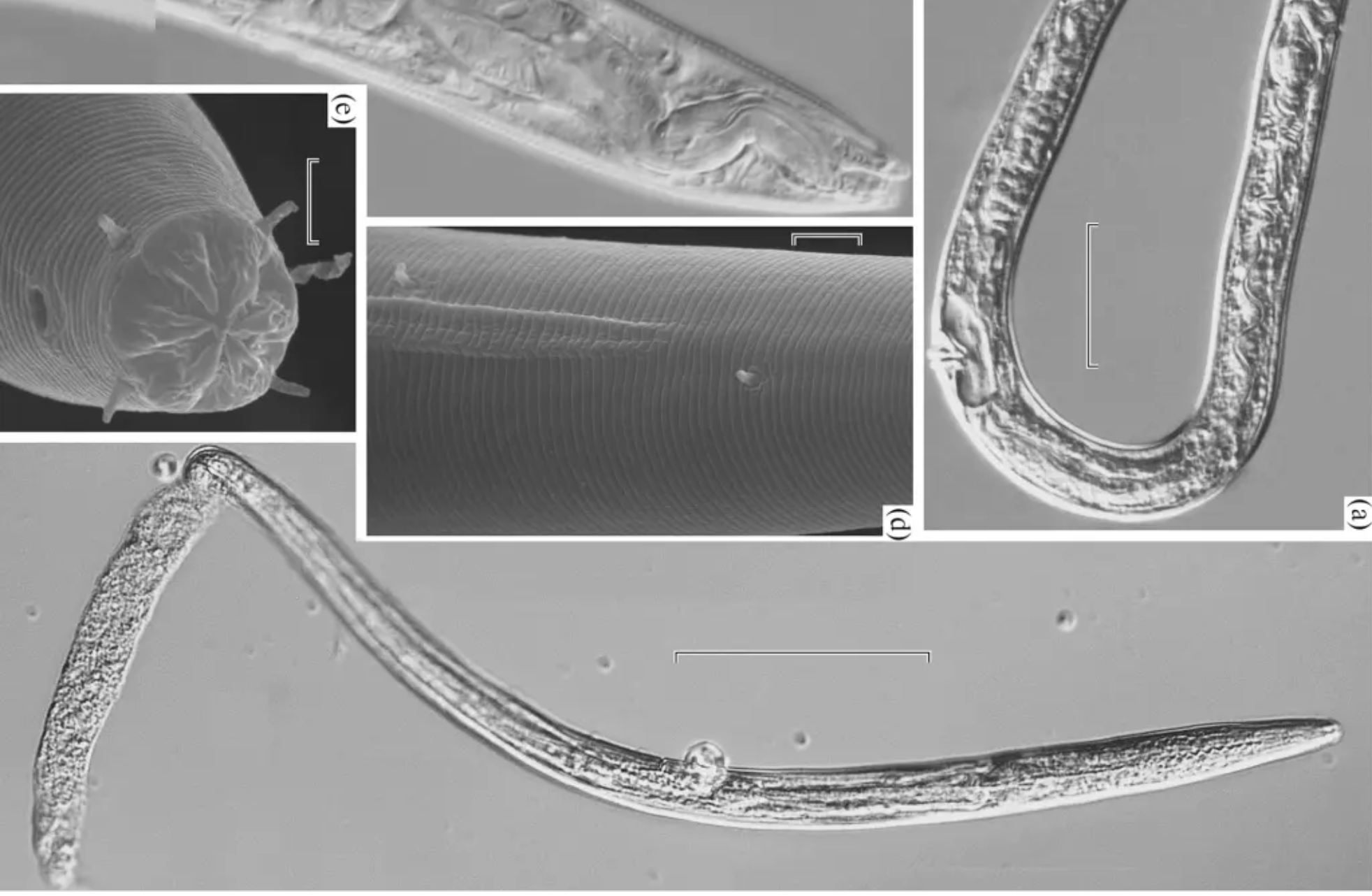 scientists-revive-worm-frozen-46-000-years-ago-breezyscroll