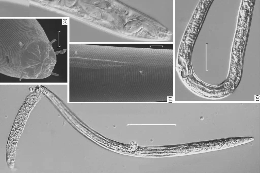 Scientists revive worm frozen 46,000 years ago