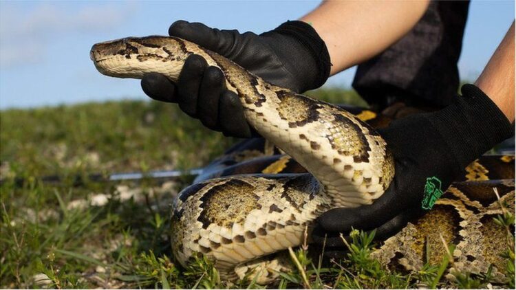 Florida's Battle Against Invasive Giants: The Burmese Python Killing ...