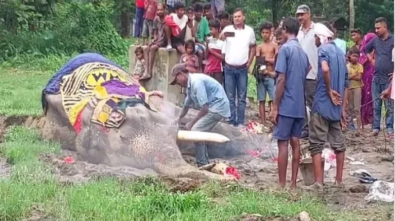 World's oldest elephant, Bijuli Prasad, brought to India during colonial era, dies at age 89