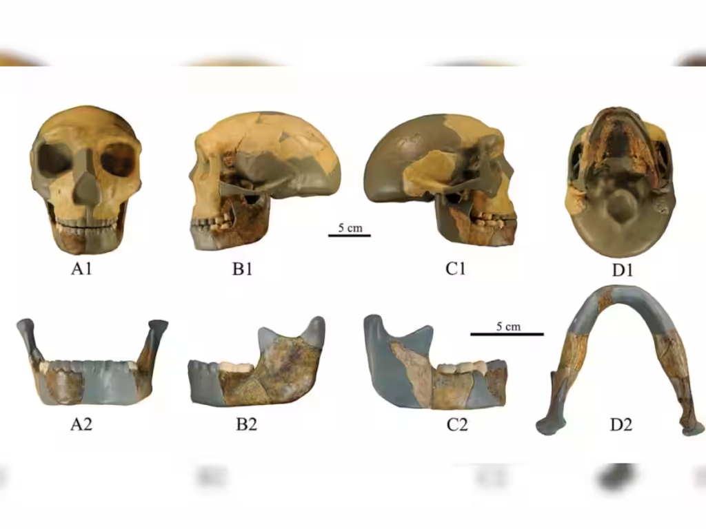 Scientists discover perplexing 300,000-year-old skull: Could it be a new lineage of humans?