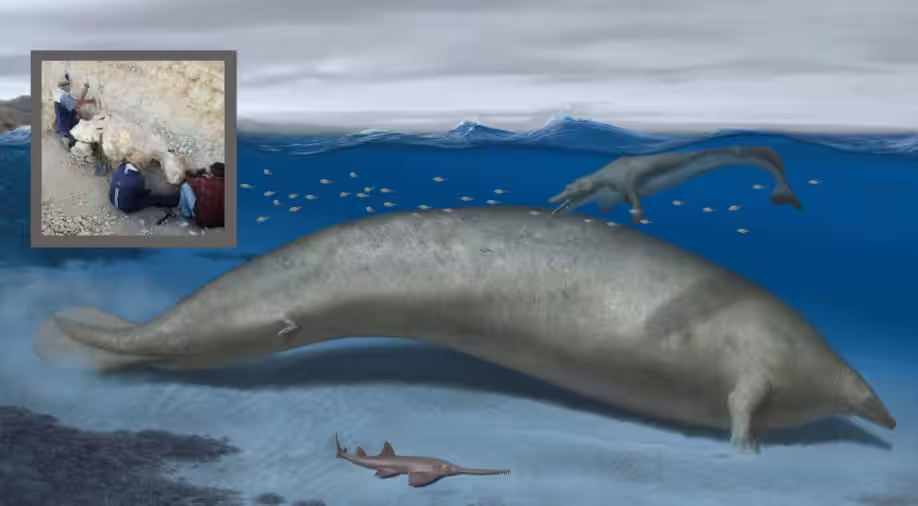 Colossus Peruvian: This extinct whale may have been the heaviest animal ever