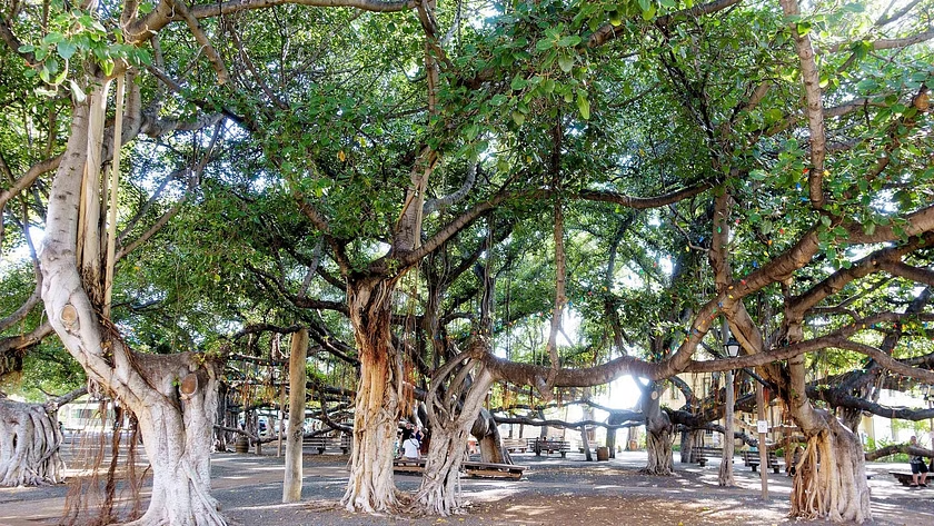 banyan