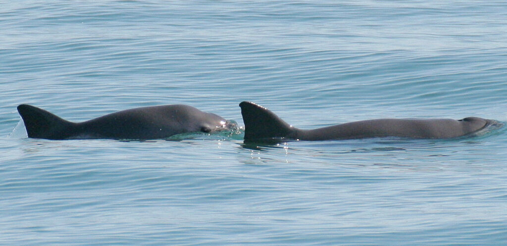 Only 10 vaquita porpoises left on Earth, International Whaling Commission issues extinction warning