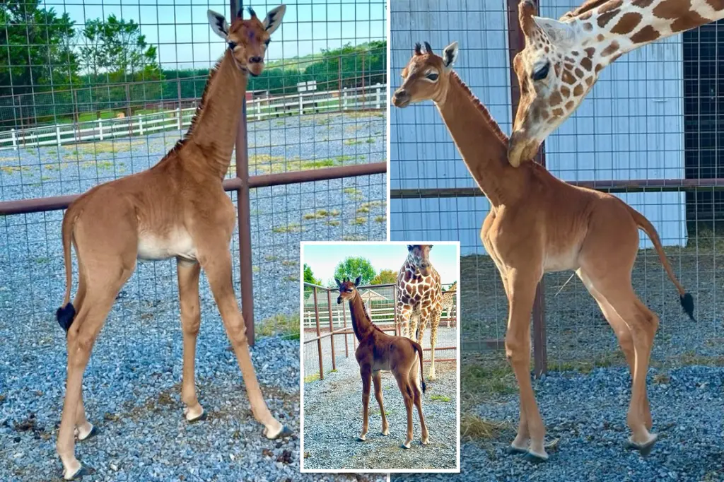 Spotless' giraffe, thought to be the world's only one, born at Tennessee's Brights zoo