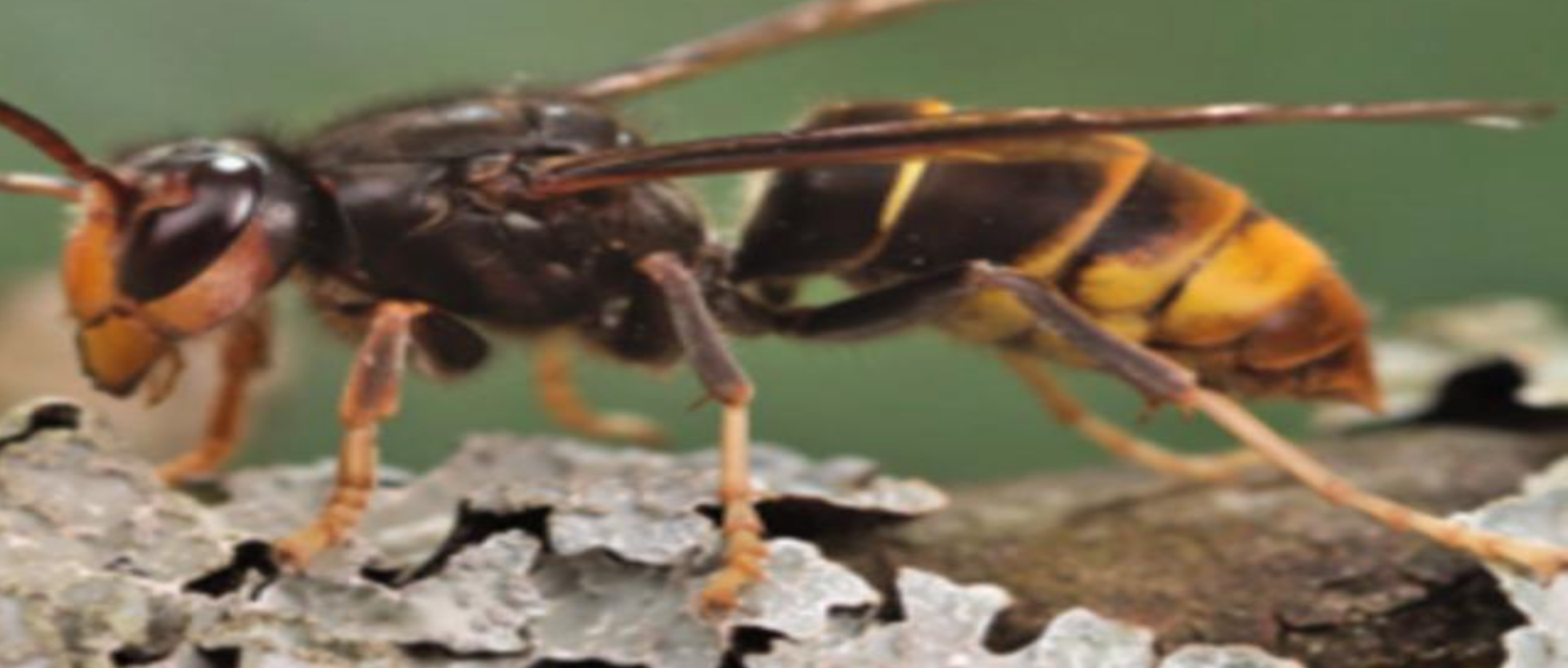 Invasive Yellow-legged Hornet Found In US For The First Time - BreezyScroll