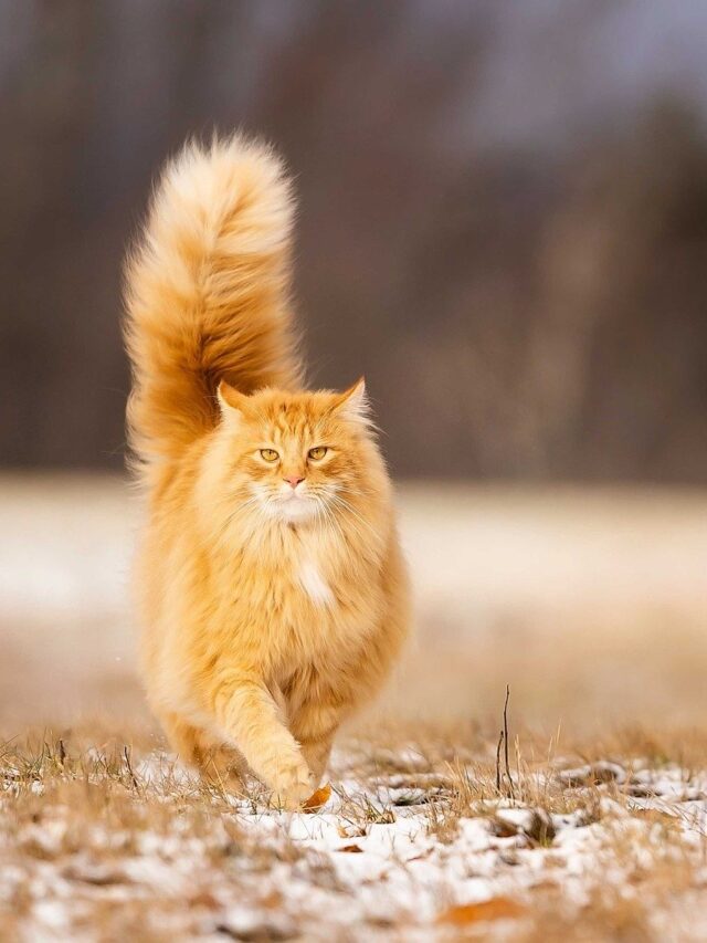 Interesting facts about ginger cats - BreezyScroll