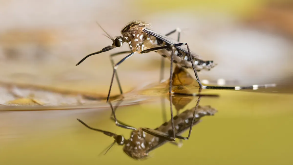 Massachusetts sees first two cases of deadly West Nile virus