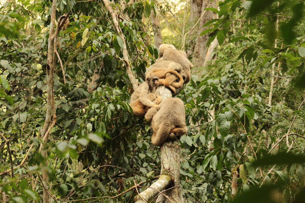 Researchers use monkey feces to understand mating strategies of critically endangered muriquis