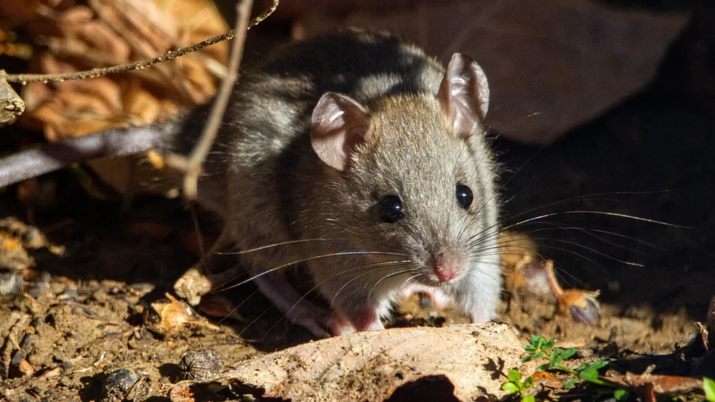 Dangerous rat-borne disease in South America poses risks to humans and pets: Study