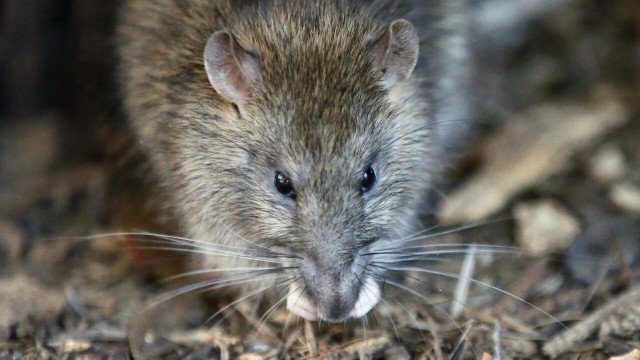 Chicago tops Orkin's annual 'Top 50 rattiest Cities list' for ninth year in a row