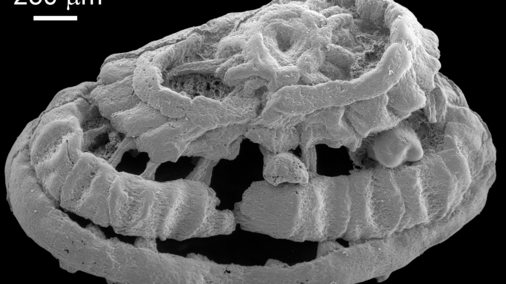 Exceptional microfossils reveal 535 million-year-old preserved muscular tissue