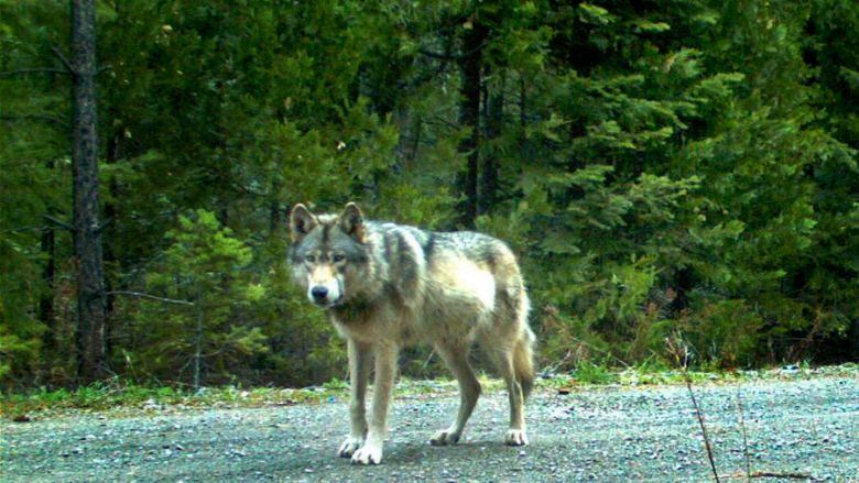 Near-extinct grey wolves rediscovered in California after a century