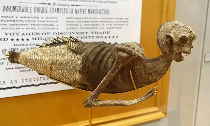 Students use X-rays to uncover the mystery of the Fiji Mermaid