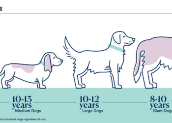 LOY-001: Biotech company develops drug to extend lifespan of large dogs ...