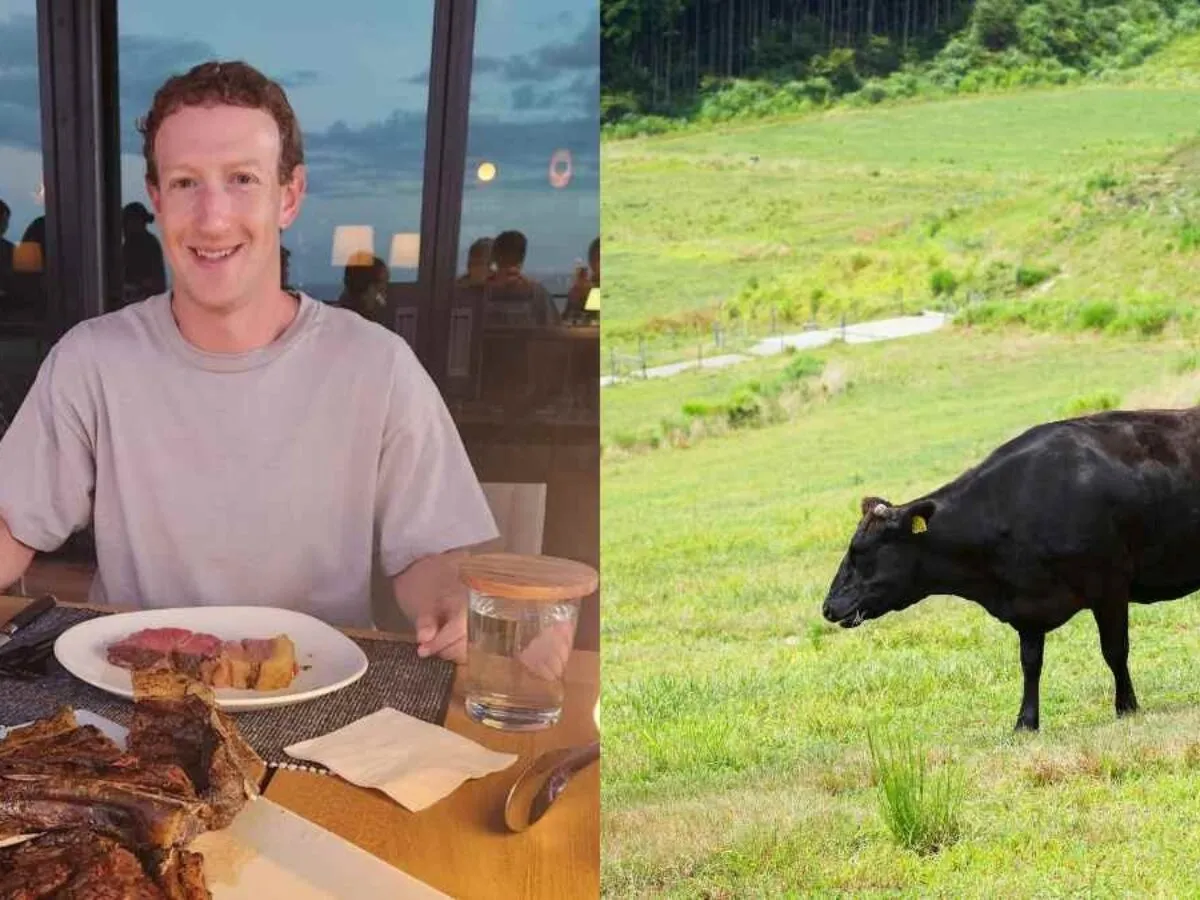 Mark Zuckerberg Raising Cattle On Beer And Nuts In An Effort To Produce