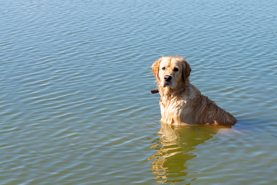 What Is Liver Fluke The Dog Killing Parasite Found In California   Bigstock Dog Labrador Retriever Standin 429482543 