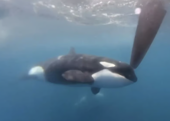 Pod of killer whales attack and sink 50-foot sailing yacht near Morocco