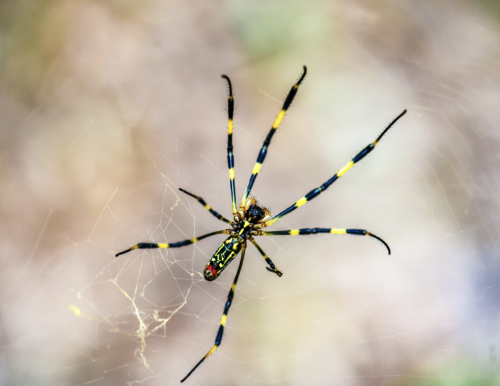 Joro spiders invade US gardens and parking lots—All you need to know ...