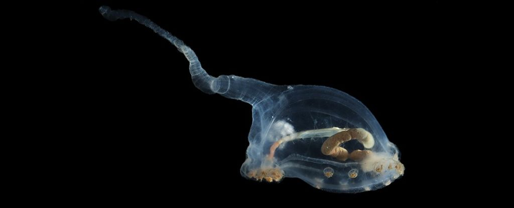 Scientists discover alien-like species for the first time in the darkest depths of the Pacific Ocean