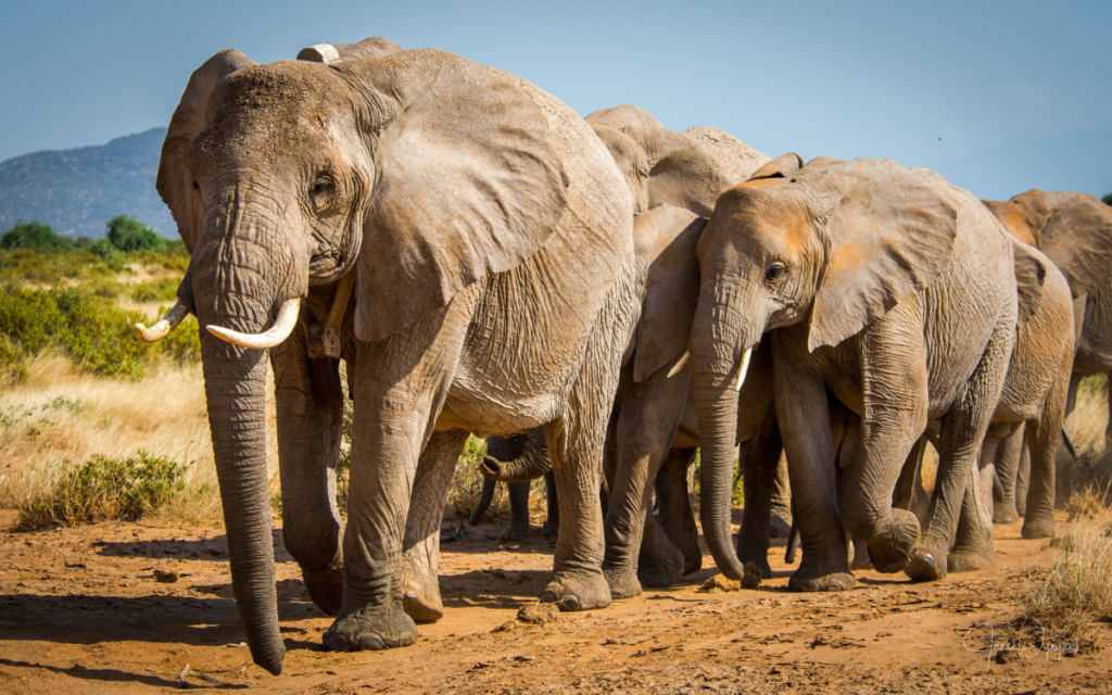 African Elephants call each other by names, new study finds