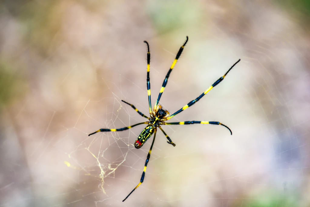 Joro spiders invade US gardens and parking lots—All you need to know