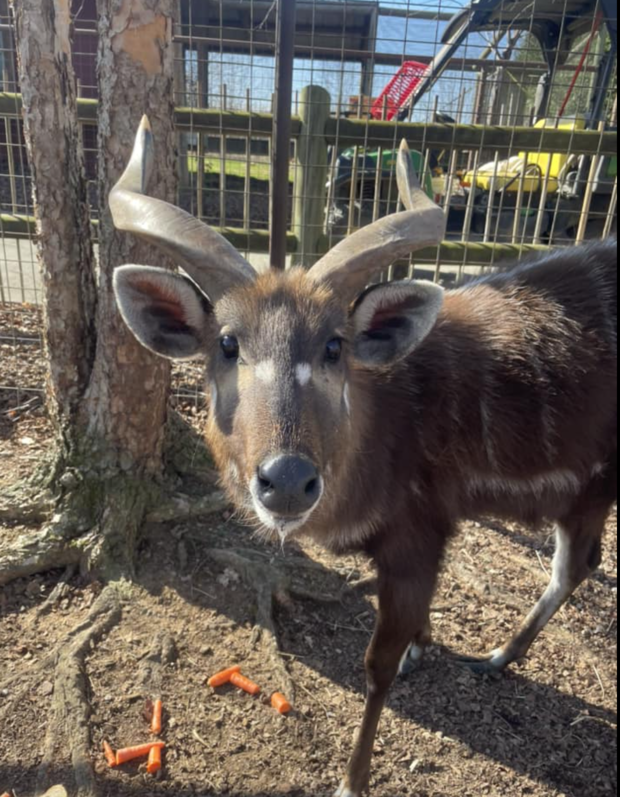 Rare antelope dies after choking on plastic cap at Tennessee zoo