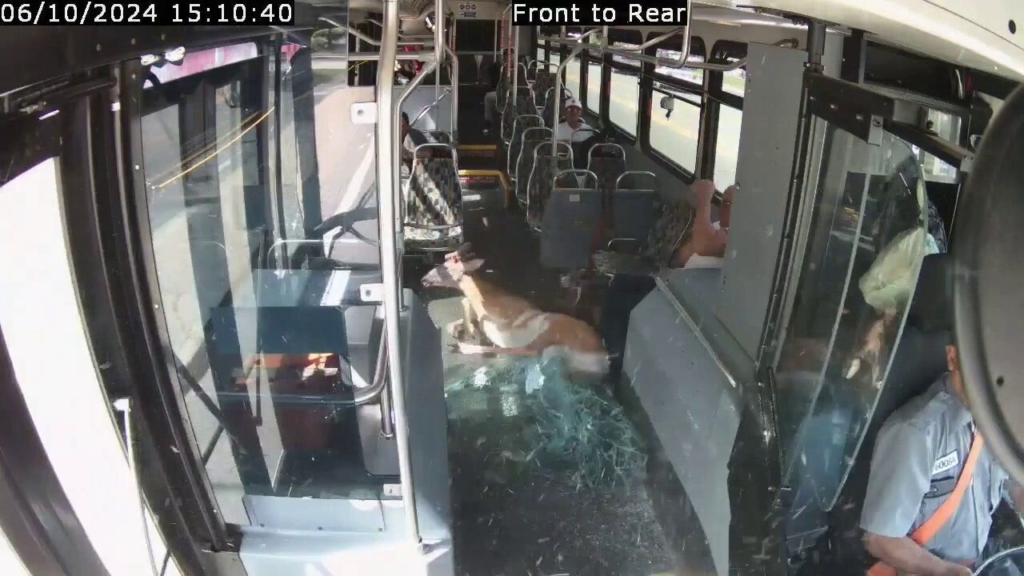 Watch: Deer crashes through bus windshield in Warwick, Rhode Island