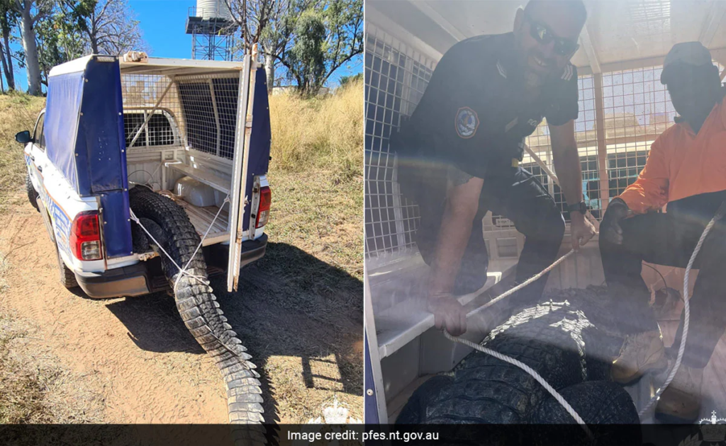 Dog-eating crocodile terrorizing Australian village killed and cooked for feast