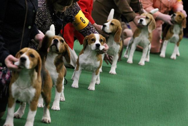 Virginia dog breeder fined $35 million after 4,000 beagles rescued