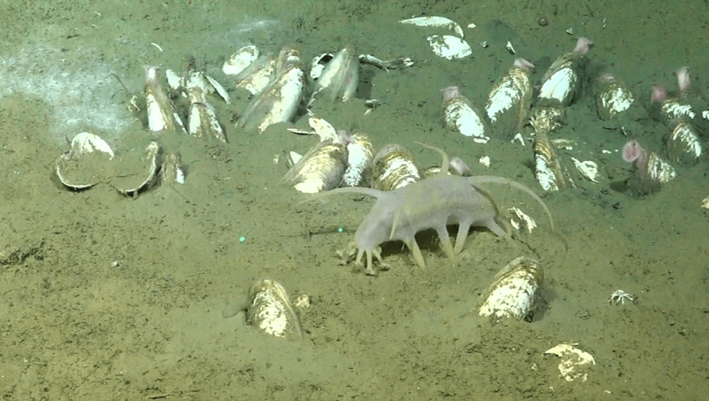 Researchers discover sea pig in Chile’s deepest known cold seeps