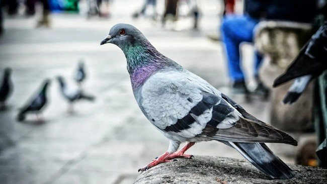 German town Limburg an der Lahn votes to kill all its pigeons. Here's why