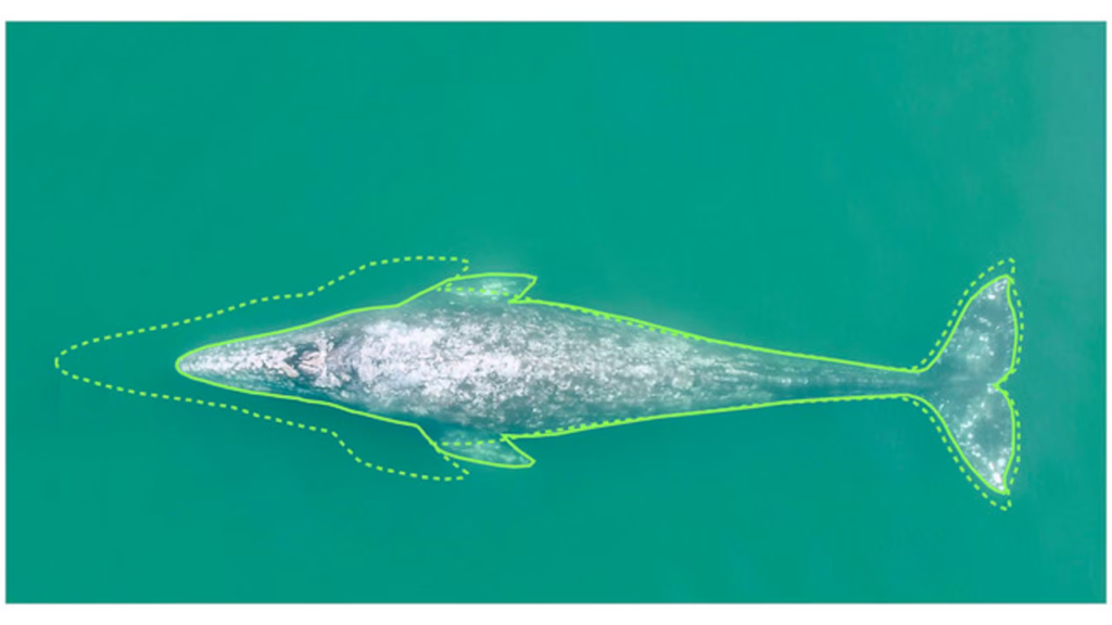 Gray whales decreasing in size along the Pacific Northwest coast