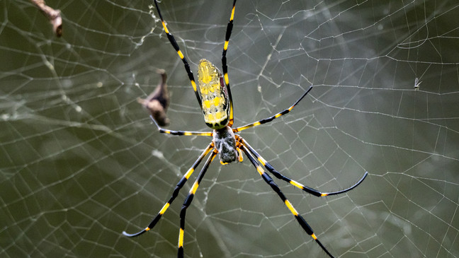 Breezy Explainer: Will giant flying Joro spiders invade New York and other East Coast cities?