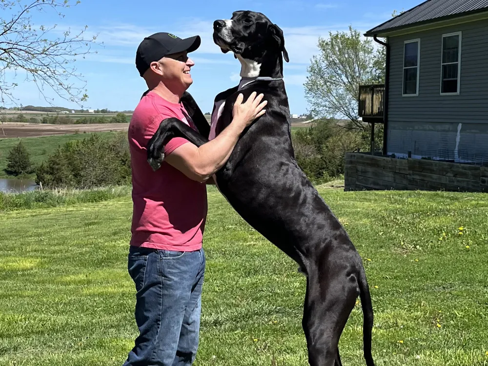 Iowa: World’s tallest male dog, Kevin the Great Dane, passes away