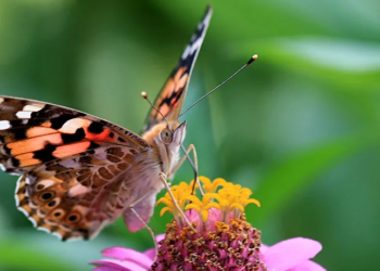 Painted lady: Scientists find the first evidence that butterflies crossed an ocean