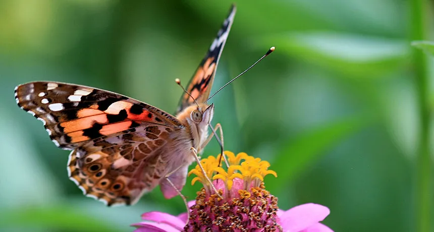 Painted lady: Scientists find the first evidence that butterflies crossed an ocean