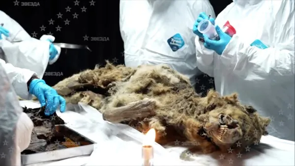 Ancient wolf autopsy could uncover secrets of the last ice age