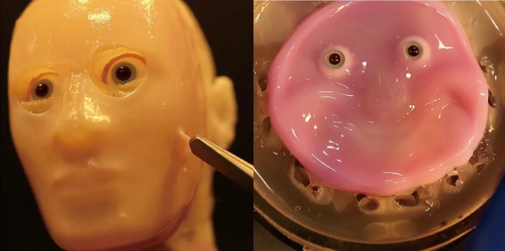 Watch: Scientists attach living skin to robots, making them lifelike
