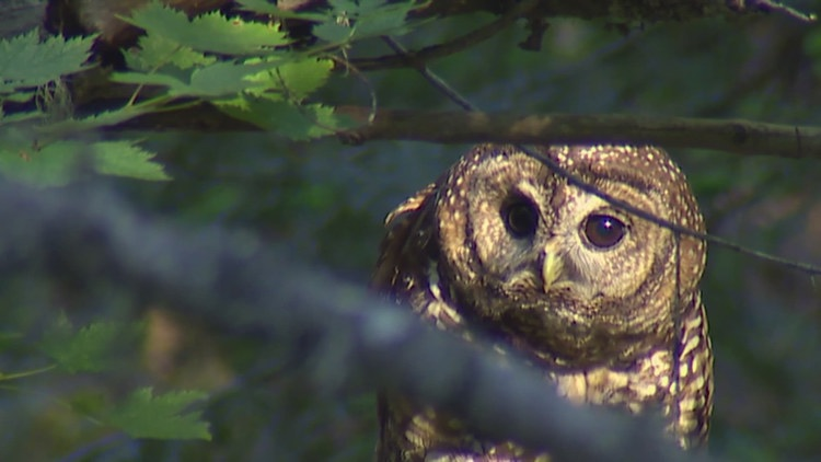 US officials to cull nearly half a million owls: Here's why