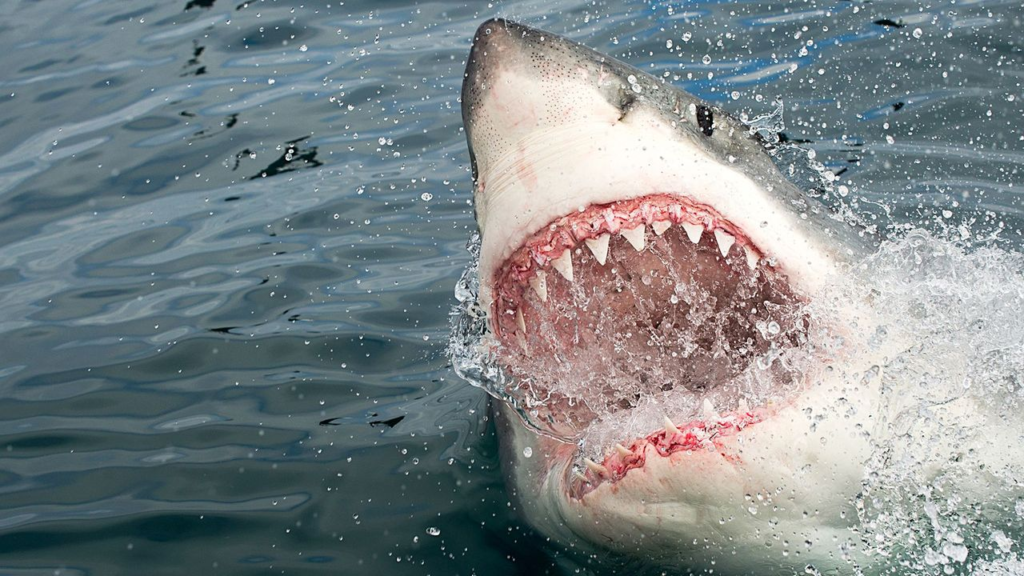 Shark attacks on the rise: Should you be worried?- A detailed analysis