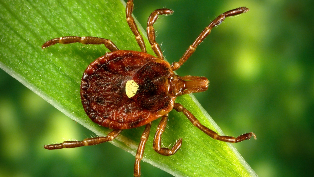 Tick linked to serious meat allergy spreading throughout the northern United States: Symptoms and prevention