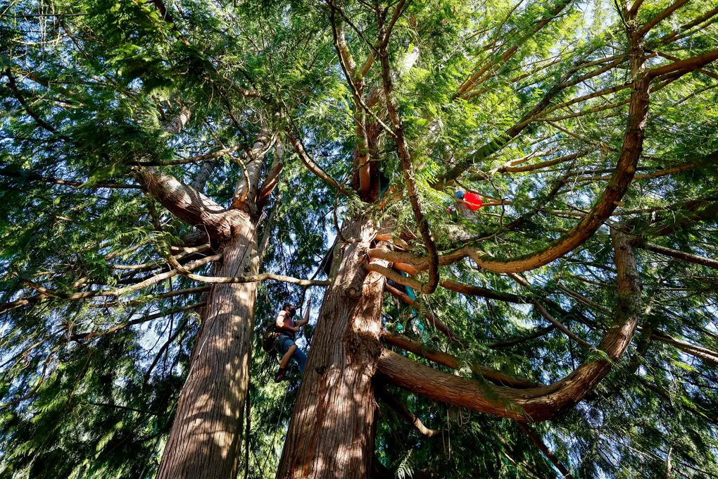 Seattle offers $60-an-hour 'Tree Equity Specialist' job to address environmental injustices in communities of color